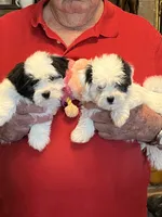 Mika , a female Havanese and Shih Tzu for sale in Point, TX – 5 of 6