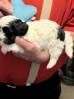 Bevo, a male Havanese and Shih Tzu for sale in Point, TX – 3 of 6
