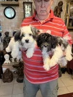 Koko, a female Havanese and Shih Tzu for sale in Point, TX – 2 of 4