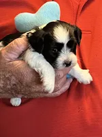 Niko, a male Havanese and Shih Tzu for sale in Point, TX – 3 of 5
