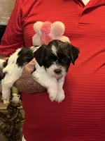 Rene, a female Havanese and Shih Tzu for sale in Point, TX – 6 of 8