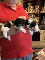 Lako, a female Havanese and Shih Tzu for sale in Point, TX – 6 of 6
