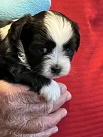 Rory, a male Havanese and Shih Tzu for sale in Point, TX – 4 of 8