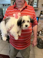 Koko, a female Havanese and Shih Tzu for sale in Point, TX – 4 of 4