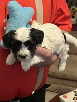 Bevo, a male Havanese and Shih Tzu for sale in Point, TX – 6 of 6