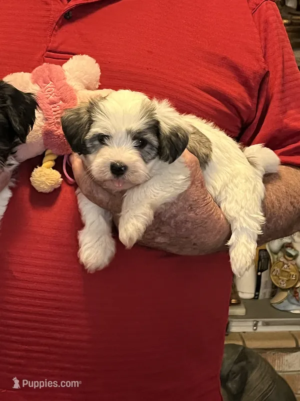 Remi – Havanese, Shih Tzu puppy for sale in Point, TX