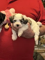 Remi, a female Havanese and Shih Tzu for sale in Point, TX – 8 of 8
