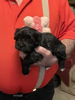 Zura, a female Havanese and Shih Tzu for sale in Point, TX – 2 of 6