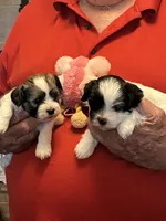 Niki, a female Havanese and Shih Tzu for sale in Point, TX – 5 of 6