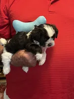 Rory, a male Havanese and Shih Tzu for sale in Point, TX – 7 of 8