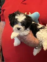 Popi , a male Havanese and Shih Tzu for sale in Point, TX – 4 of 6