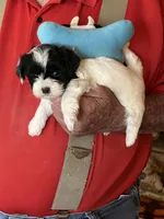 Fredie, a male Havanese and Shih Tzu for sale in Point, TX – Photo 2 of 4