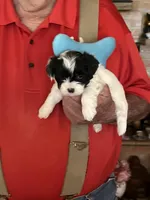 Fredie, a male Havanese and Shih Tzu for sale in Point, TX – Photo 3 of 4