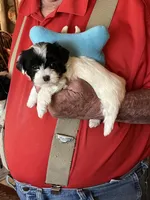 Fredie, a male Havanese and Shih Tzu for sale in Point, TX – Photo 4 of 4