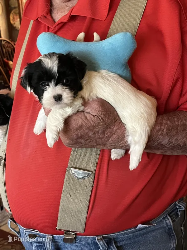Fredie – Havanese, Shih Tzu puppy for sale in Point, TX