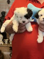 Zeke, a male Havanese and Shih Tzu for sale in Point, TX – 6 of 6