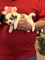 Remi, a female Havanese and Shih Tzu for sale in Point, TX – 3 of 8