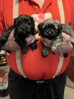 Zura, a female Havanese and Shih Tzu for sale in Point, TX – 5 of 6