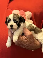 Ruby, a female Havanese and Shih Tzu for sale in Point, TX – 2 of 6