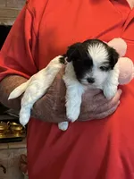 Niki, a female Havanese and Shih Tzu for sale in Point, TX – 2 of 6