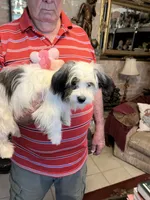 Koko, a female Havanese and Shih Tzu for sale in Point, TX – 3 of 4