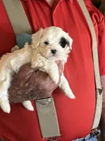 Spot, a male Havanese and Shih Tzu for sale in Point, TX – Photo 3 of 5