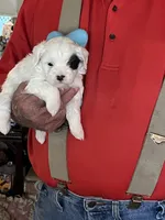 Spot, a male Havanese and Shih Tzu for sale in Point, TX – Photo 2 of 5