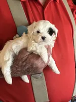 Spot, a male Havanese and Shih Tzu for sale in Point, TX – Photo 4 of 5