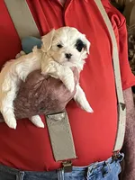 Spot, a male Havanese and Shih Tzu for sale in Point, TX – Photo 5 of 5