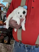 Spot, a male Havanese and Shih Tzu for sale in Point, TX – Photo 1 of 5