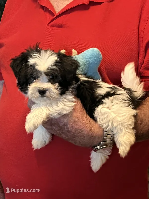 Popi  – Havanese, Shih Tzu puppy for sale in Point, TX