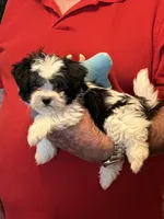Popi , a male Havanese and Shih Tzu for sale in Point, TX – 1 of 6
