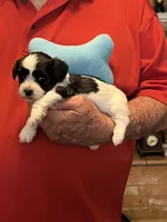Niko, a male Havanese and Shih Tzu for sale in Point, TX – 5 of 5