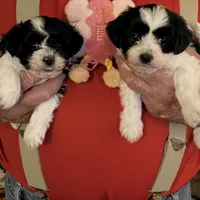 Lola, a female Havanese and Shih Tzu for sale in Point, TX – Photo 4 of 4