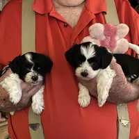 Lola, a female Havanese and Shih Tzu for sale in Point, TX – Photo 3 of 4