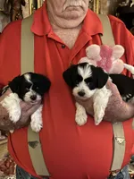 Lola, a female Havanese and Shih Tzu for sale in Point, TX – Photo 3 of 4