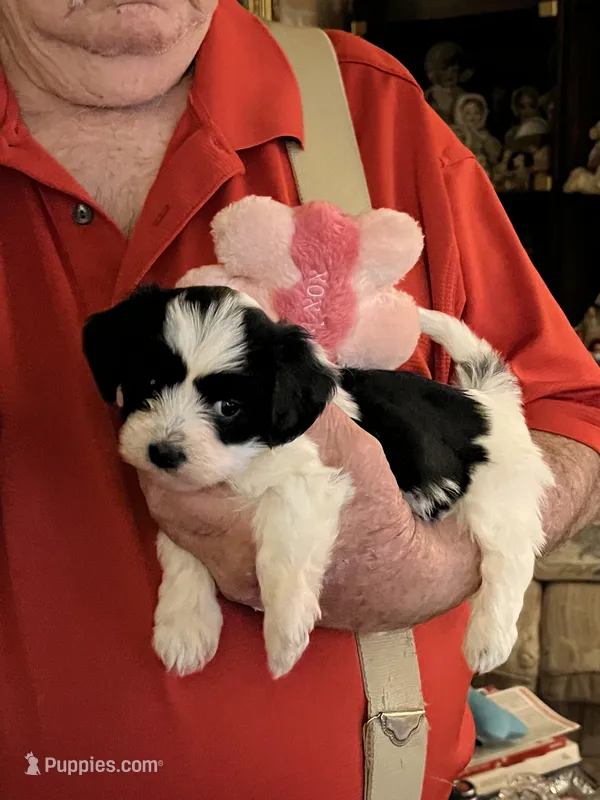 Lola, a female Havanese and Shih Tzu for sale in Point, TX – Photo 1 of 4