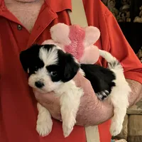 Lola, a female Havanese and Shih Tzu for sale in Point, TX – Photo 1 of 4