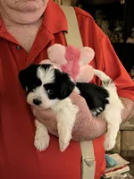 Lola, a female Havanese and Shih Tzu for sale in Point, TX – Photo 1 of 4
