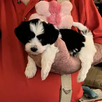 Lola, a female Havanese and Shih Tzu for sale in Point, TX – Photo 2 of 4