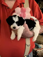 Lola, a female Havanese and Shih Tzu for sale in Point, TX – Photo 2 of 4
