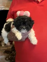 Lako, a female Havanese and Shih Tzu for sale in Point, TX – 5 of 6