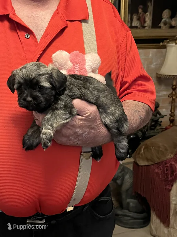 Niki – Havanese, Shih Tzu puppy for sale in Point, TX