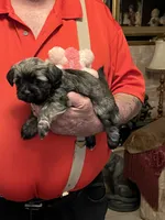 Niki, a female Havanese and Shih Tzu for sale in Point, TX – 1 of 5