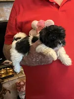 Lako, a female Havanese and Shih Tzu for sale in Point, TX – 3 of 6