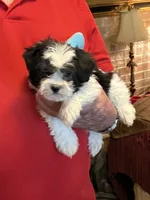 Popi , a male Havanese and Shih Tzu for sale in Point, TX – 2 of 6