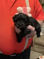 Zura, a female Havanese and Shih Tzu for sale in Point, TX – 3 of 6