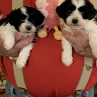 Lulu, a female Havanese and Shih Tzu for sale in Point, TX – Photo 3 of 5