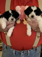 Lulu, a female Havanese and Shih Tzu for sale in Point, TX – Photo 3 of 5