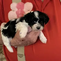 Lulu, a female Havanese and Shih Tzu for sale in Point, TX – Photo 2 of 5
